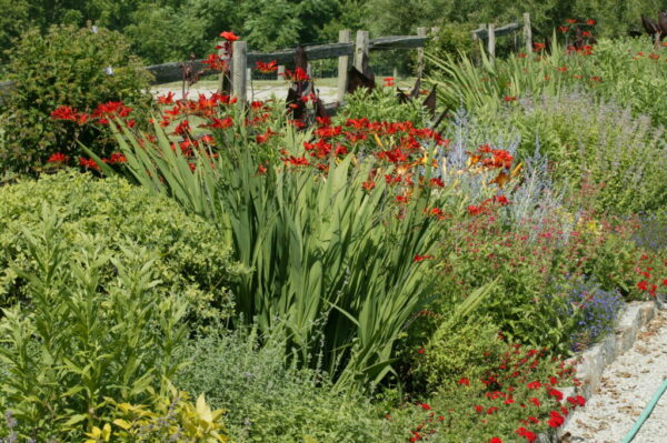 Lucifer Montbretia | Native Roots