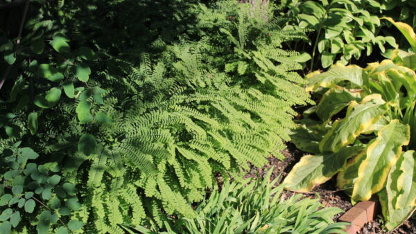 Northern Maidenhair Fern