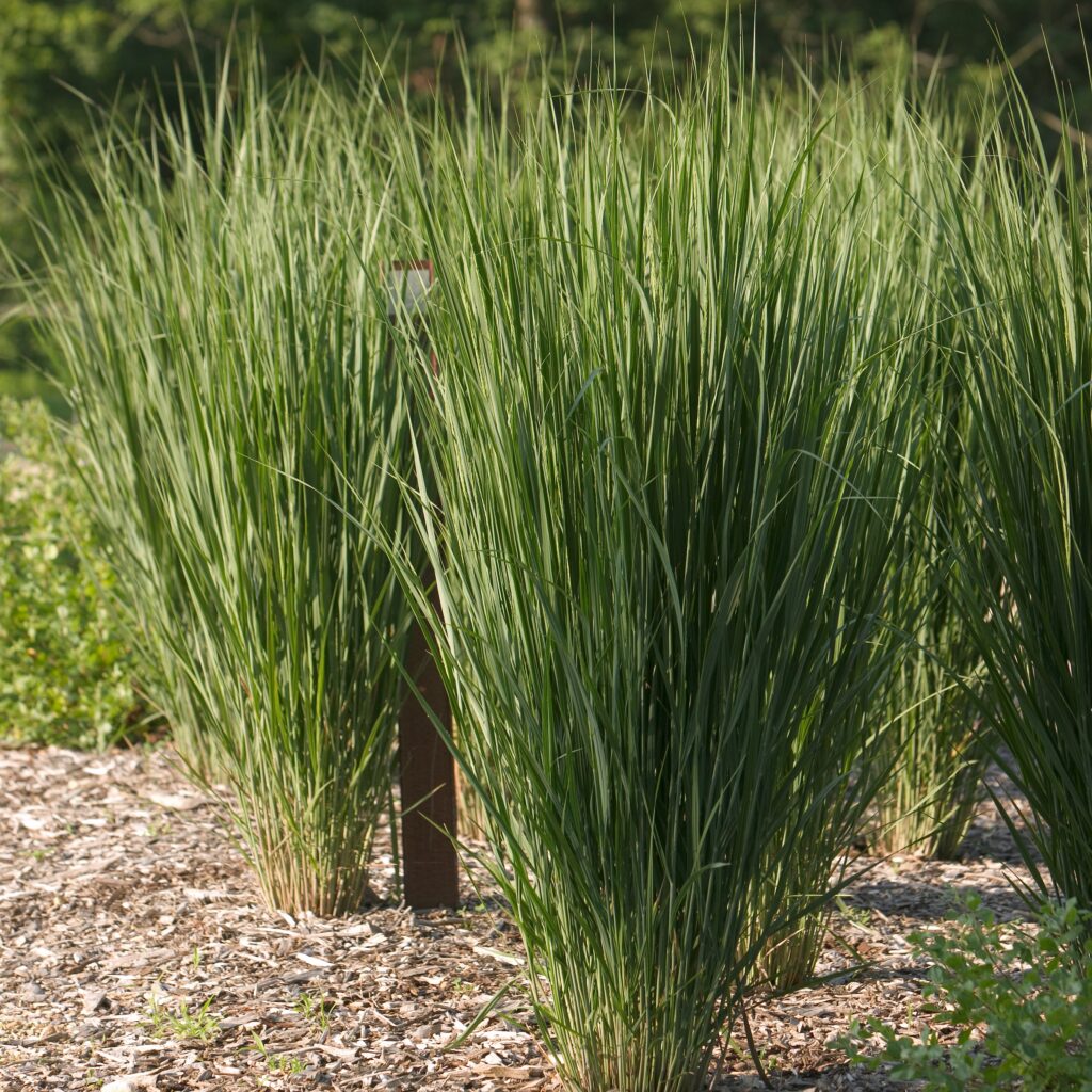 Northwind Switchgrass | Native Roots