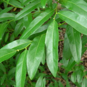 Oriental Spicebush Lindera angustifolia
