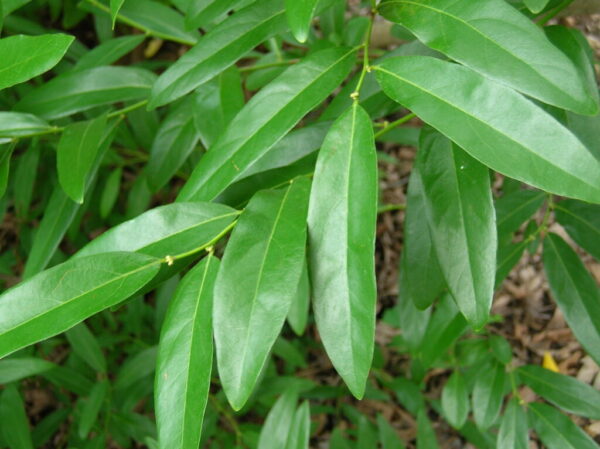 Oriental Spicebush Lindera angustifolia