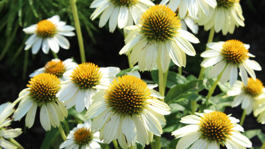 Pow Wow White Coneflower | Native Roots