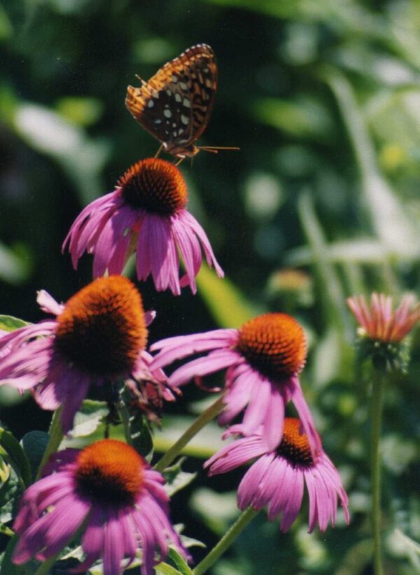 Purple Coneflower