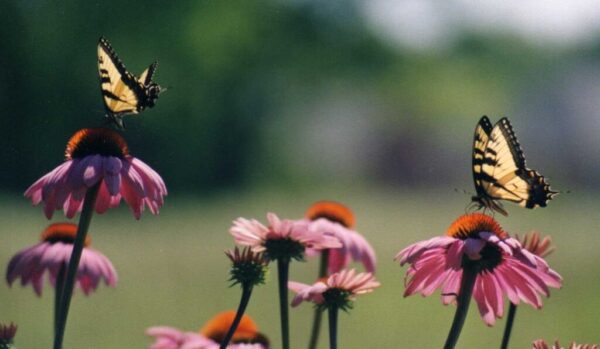 Purple Coneflower Flower