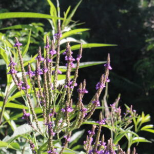 Purple Top Verbena boriensis