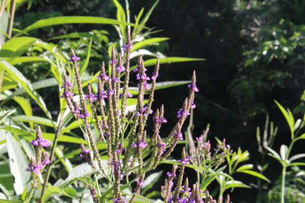 Purple Top Verbena boriensis