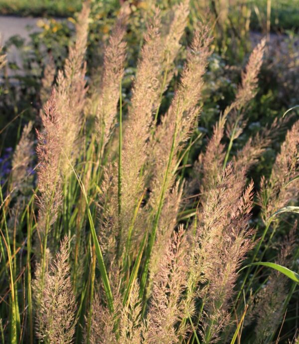 Reed Grass Calamagrostis brachytricha