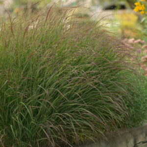 Shenandoah Switch Grass Panicum ‘Shenandoah’