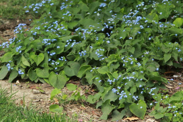 Siberian Bugloss Brunnera macrophylla