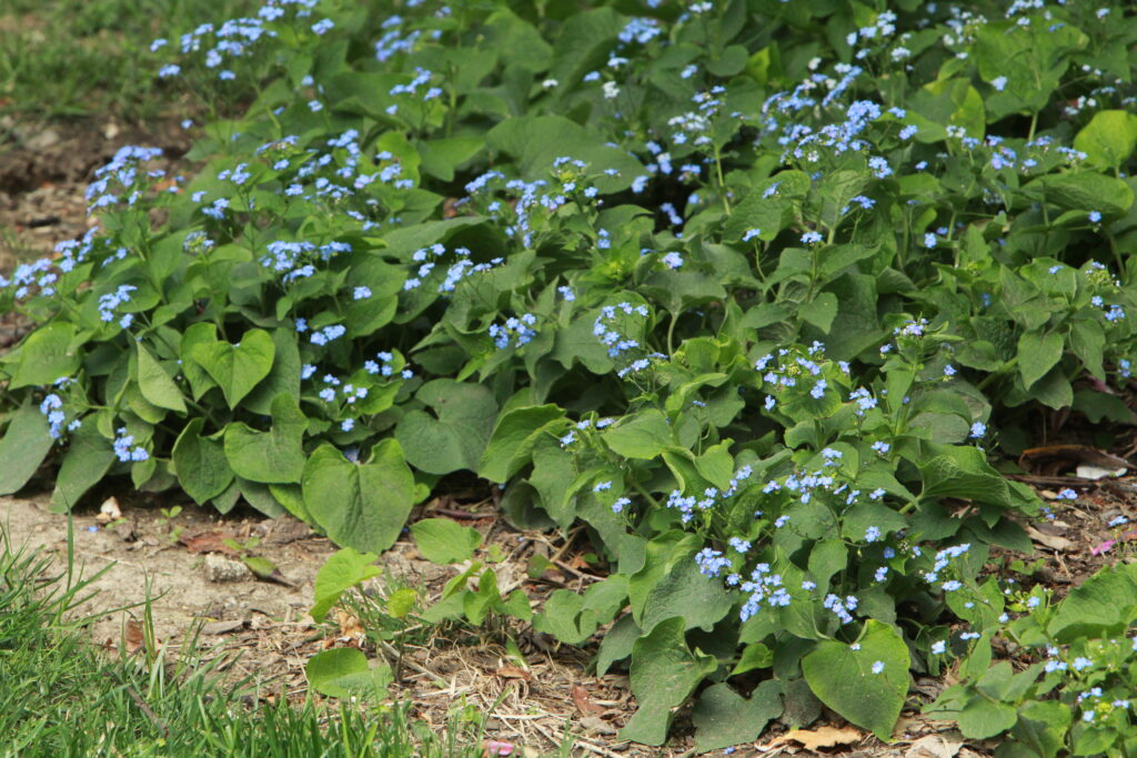 False Forget-Me-Not (Brunnera macrophylla) in Inver Grove Heights,  Minnesota (MN) at Gertens