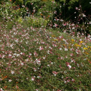 Siskiyou Pink Wandflower Gaura ‘Siskiyou Pink’