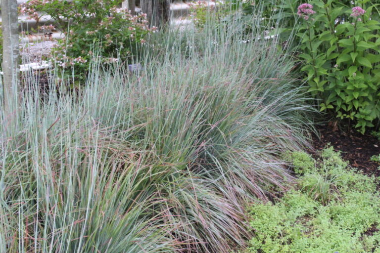 Standing Ovations Little Bluestem | Native Roots