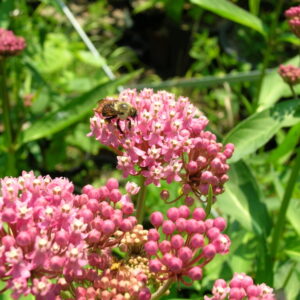Swamp-Milkweed-Asclepias-incarnata.jpg April 9, 2021 193 KB 1024 by 766 pixels Edit Image Delete permanently Alt Text Describe the purpose of the image(opens in a new tab). Leave empty if the image is purely decorative.Title Swamp Milkweed Asclepias incarnata Caption Description File URL: https://nativerootscincy.com/wp-content/uploads/2021/04/Swamp-Milkweed-Asclepias-incarnata.jpg Copy URL to clipboard Selected media actionsSet product image