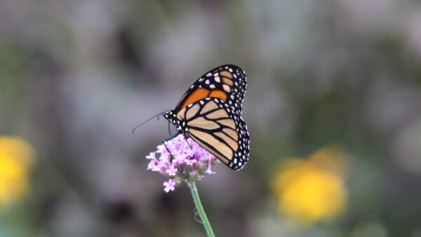 Verbena boriensis Bloom