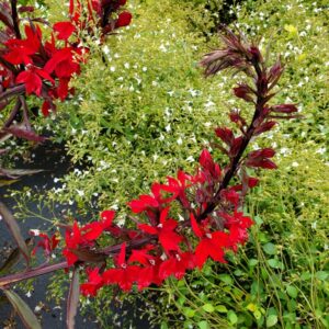 Vulcan Red Cardinal Flower Lobelia ‘Vulcan Red’