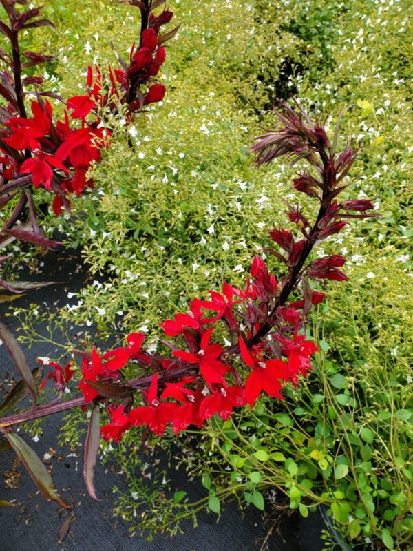 Vulcan Red Cardinal Flower Lobelia ‘Vulcan Red’