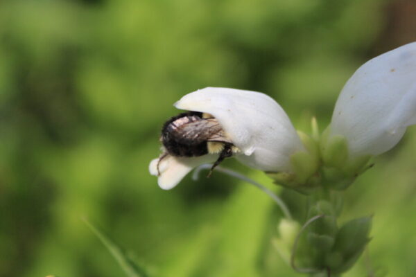 White Turtlehead