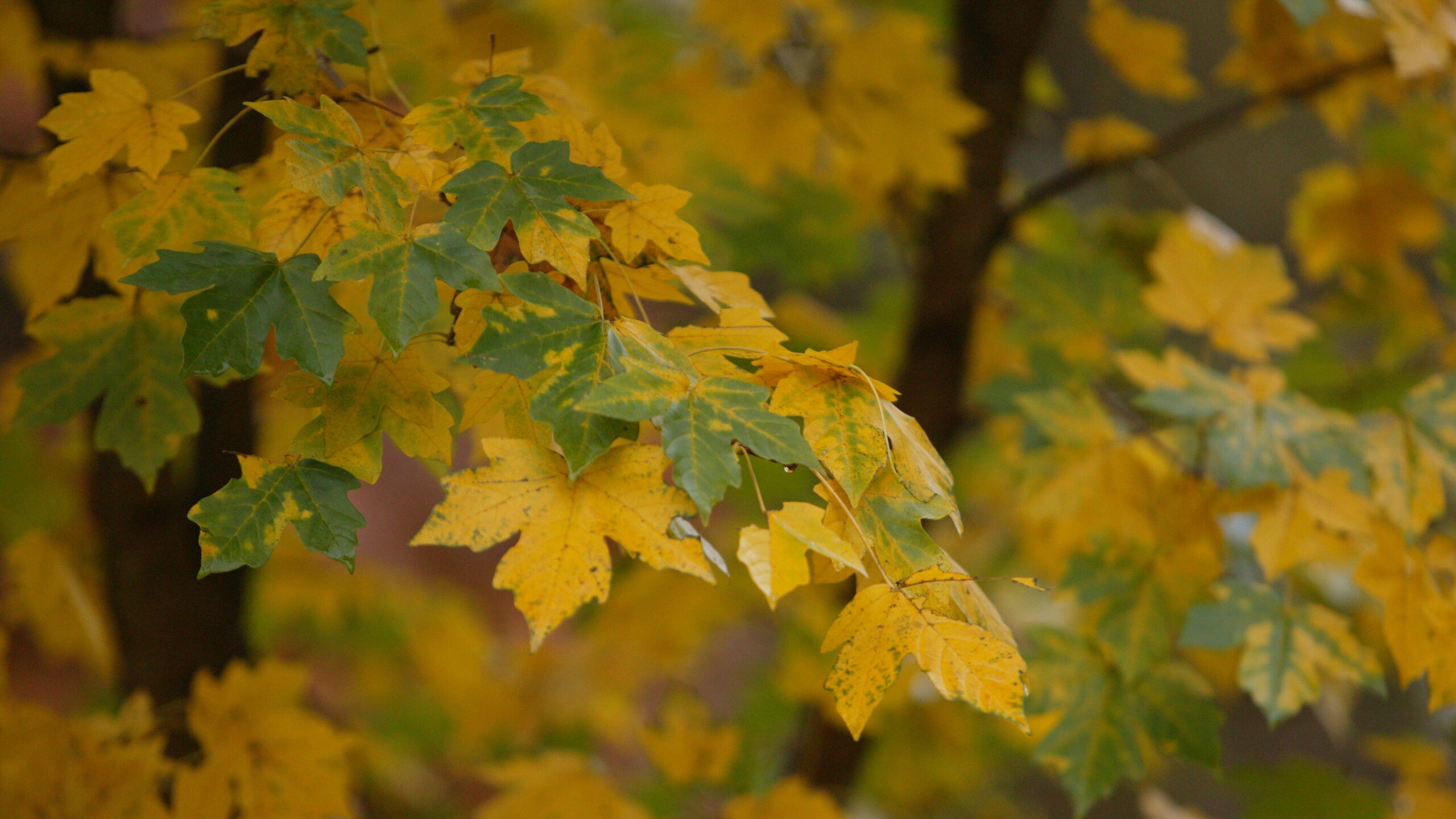 State Street Maple - Native Roots