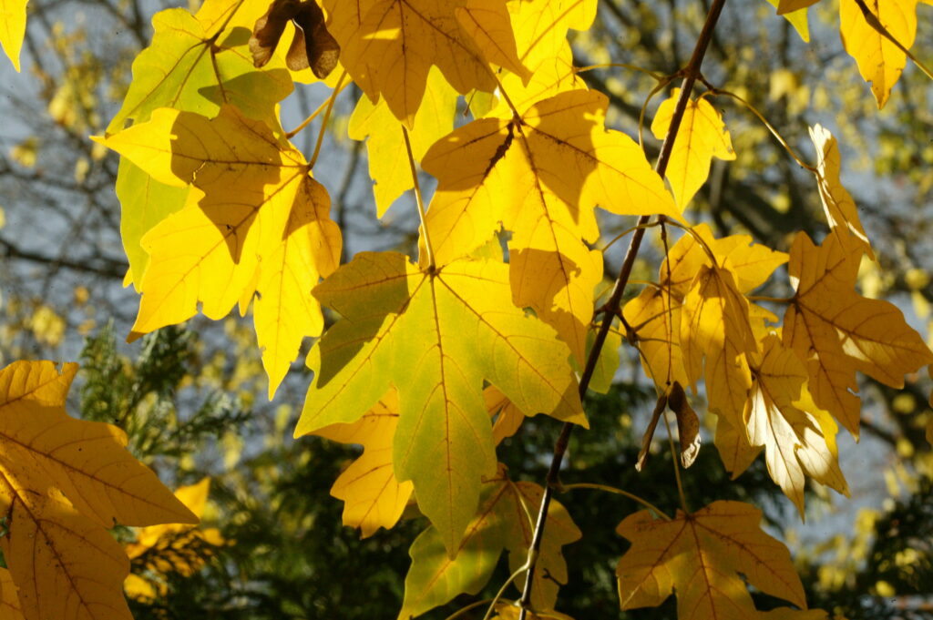 State Street Maple - Native Roots