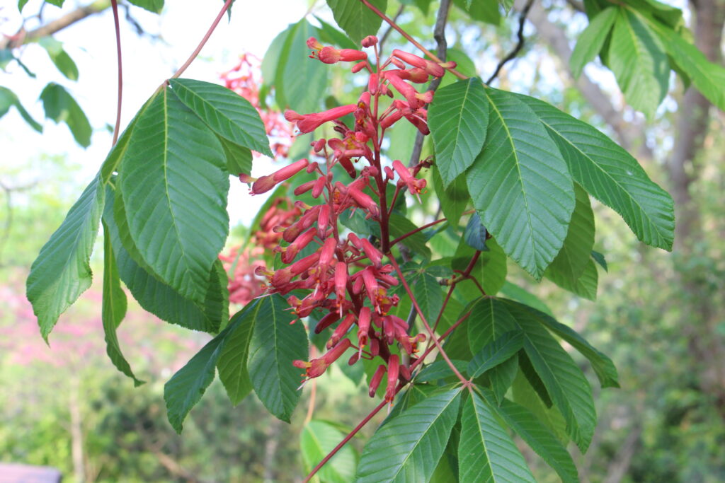 Red Buckeye - Image 3