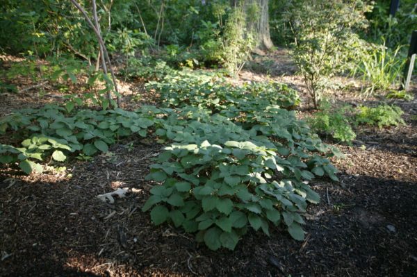Allegheny Spurge