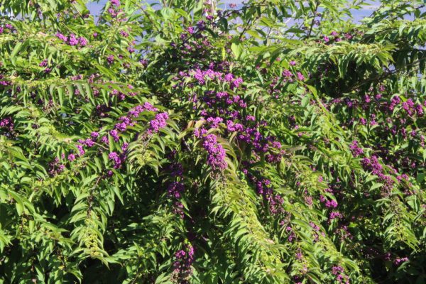 American Beautyberry
