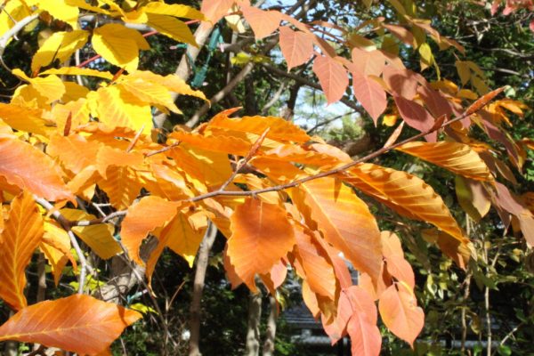American Beech