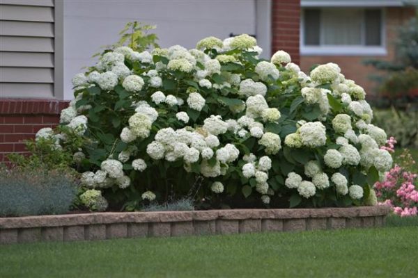 Annabelle Hydrangea