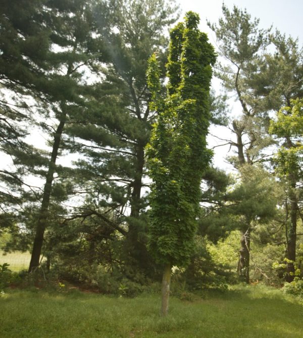 Apollo Maple