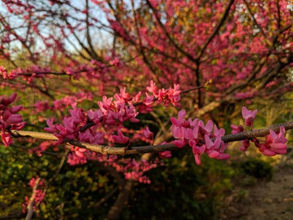 Appalachian Red Redbud
