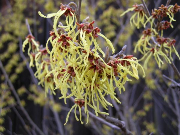Arnold Promise Witchhazel
