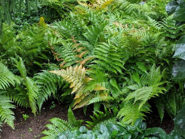 Autumn Brilliance Fern