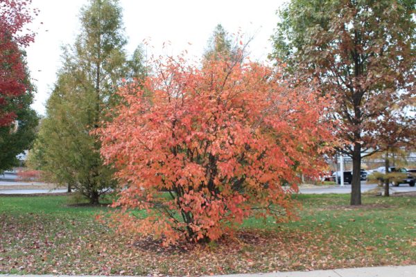 Autumn Brilliance Serviceberry
