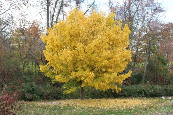 Autumn Gold Ginkgo