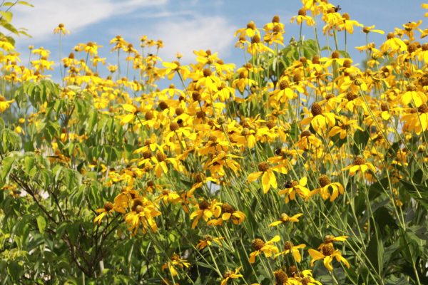 Autumn Gold Willowleaf Sunflower