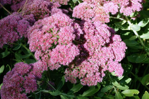 Autumn Joy Stonecrop