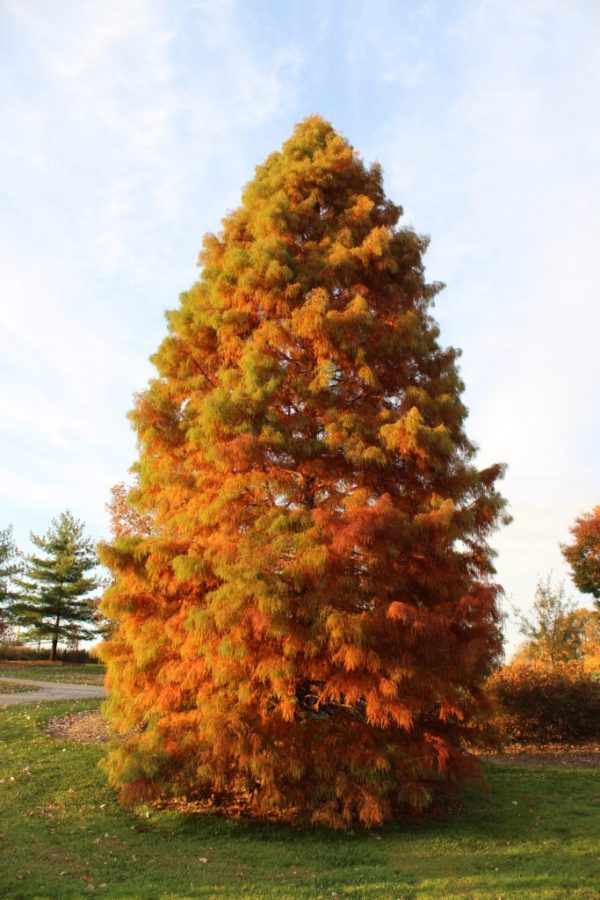 Bald Cypress