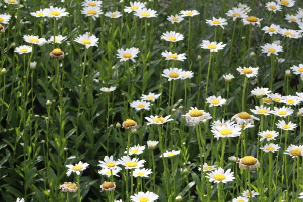 Becky Shasta Daisy