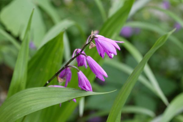 Big Bob Chinese Ground Orchid