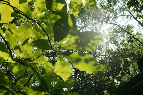 Big Leaf Magnolia