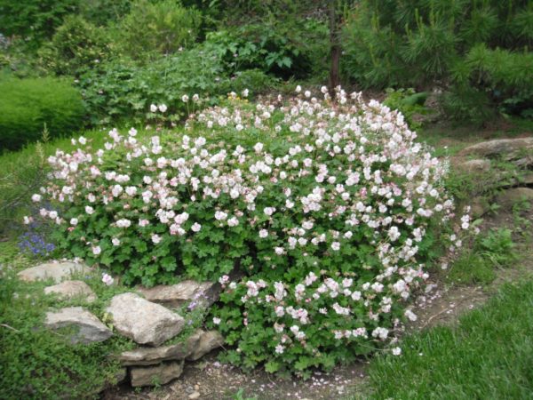 Biokovo Bloody Cranesbill
