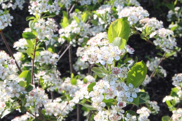 Black Chokeberry