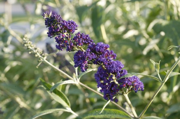 Black Knight Butterflybush