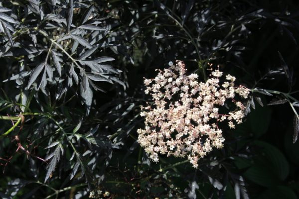 Black Lace Elderberry