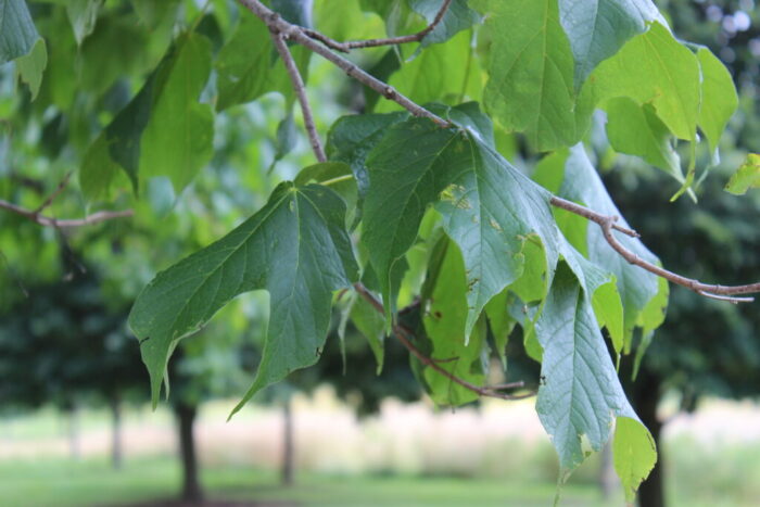 Black Maple