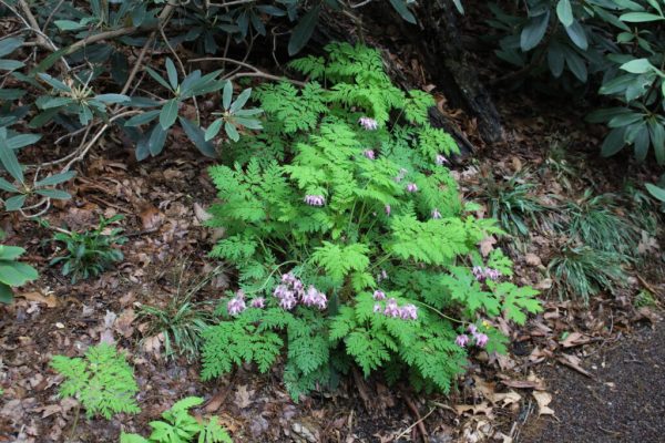 Bleeding Heart
