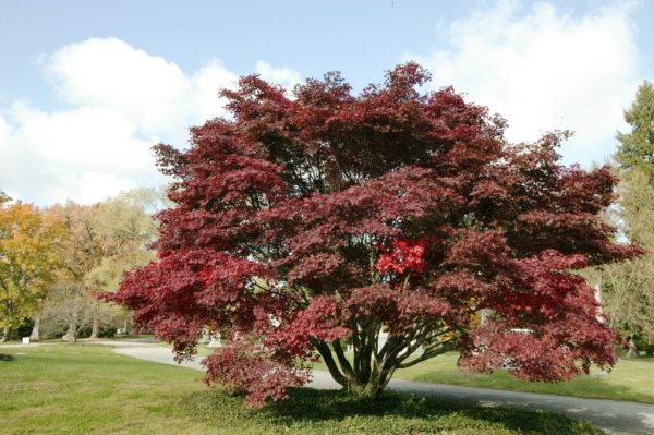 Bloodgood Japanese Maple