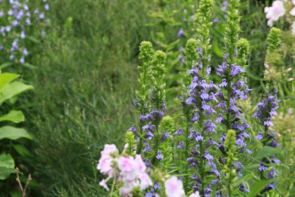 Blue Cardinal Flower