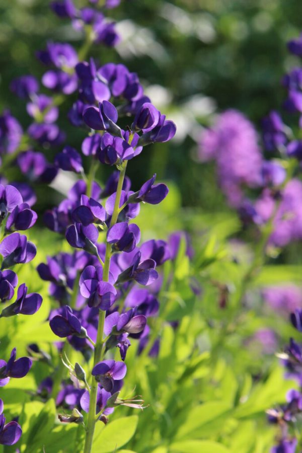 Blue False Indigo