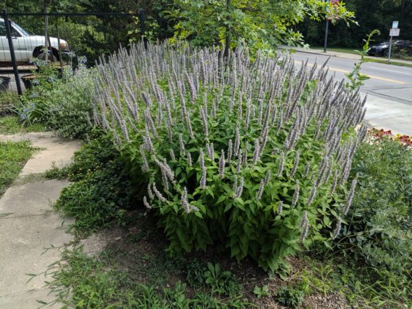 Blue Fortune Hyssop